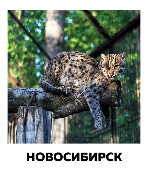 животное